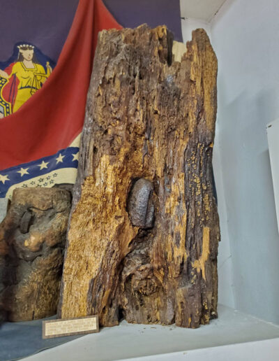 log with Civil War ammunition unexploded